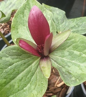Trillium parviflorum kurabayashii